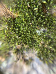 Grimmia
