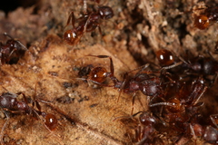 Aphaenogaster fulva