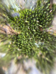 Grimmia