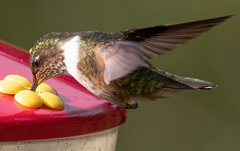 Selasphorus scintilla