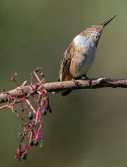 Selasphorus flammula