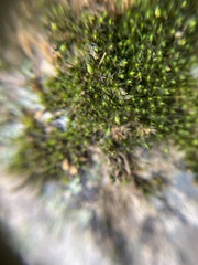 Grimmia