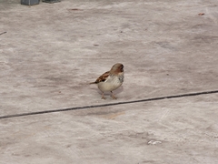 Passer domesticus