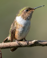 Selasphorus flammula