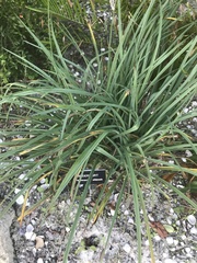Tradescantia ohiensis