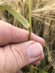 Elymus sibiricus