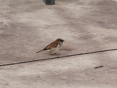 Passer domesticus