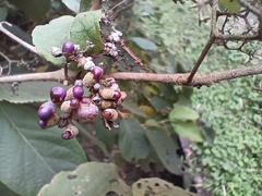 Callicarpa formosana formosana