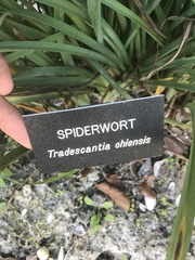 Tradescantia ohiensis