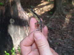 Anolis chrysolepis