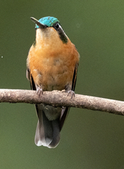 Lampornis castaneoventris