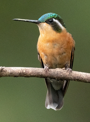 Lampornis castaneoventris