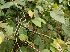 Callicarpa formosana formosana