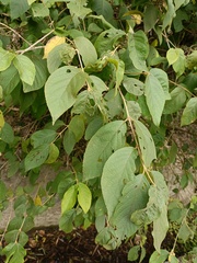 Callicarpa formosana formosana