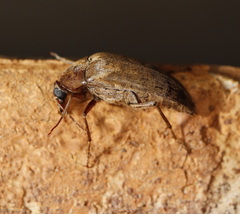 Trigonodera mastersii
