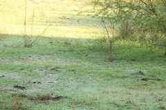 Setophaga coronata