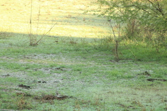 Setophaga coronata