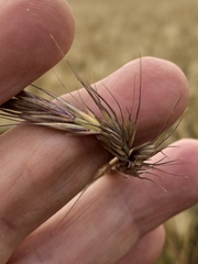 Elymus sibiricus