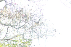 Ortalis poliocephala