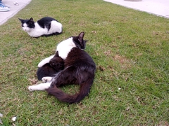 Felis catus