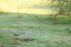 Setophaga coronata