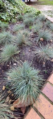 Festuca glauca
