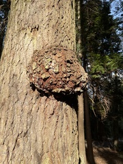 Agrobacterium radiobacter