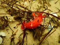 Plocamopherus imperialis