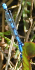 Enallagma risi