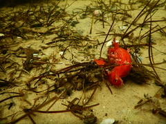 Plocamopherus imperialis