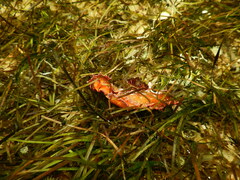 Plocamopherus imperialis