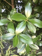 Ardisia escallonioides