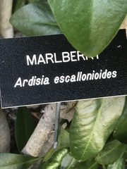 Ardisia escallonioides