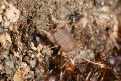 Myrmecophilus pergandei