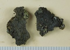 Fuscopannaria praetermissa