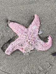 Pisaster brevispinus