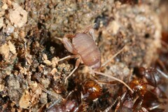 Myrmecophilus pergandei
