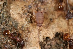 Myrmecophilus pergandei