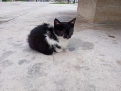 Felis catus
