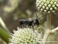 Alloscirtetica