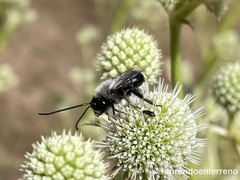 Alloscirtetica