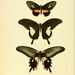 Parides eurimedes timias - Photo William Chapman Hewitson
, sin restricciones conocidas de derechos (dominio publico)