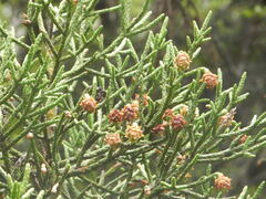 Athrotaxis cupressoides