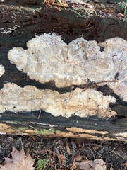Phlebia radiata