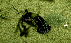 Philinopsis speciosa