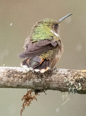 Selasphorus flammula