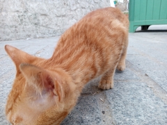 Felis catus