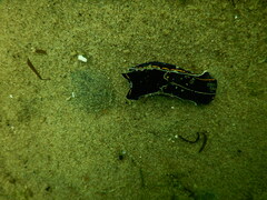 Philinopsis speciosa