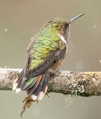 Selasphorus flammula