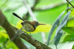 Ramphocaenus melanurus